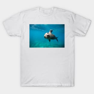 California sea lion pup (C023/1463) T-Shirt